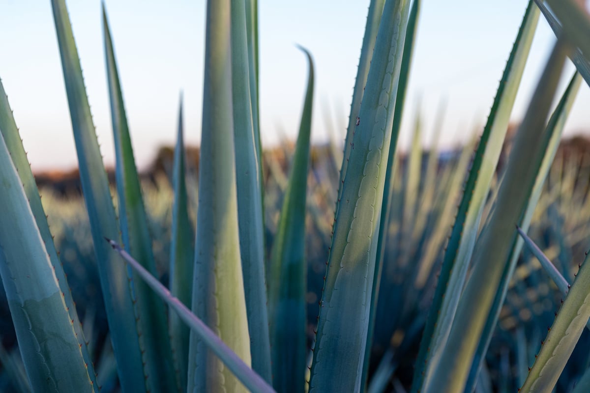 Wild agave plant with spines in its natural surroundings